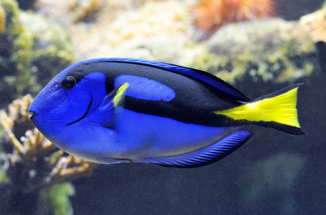 Blue Tang
