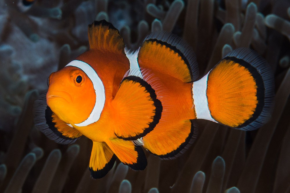 Clownfish