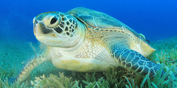 Green Sea Turtle